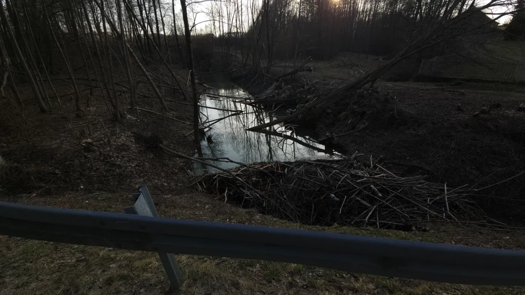 Bobrza tama przy drodze do Zwiernika.